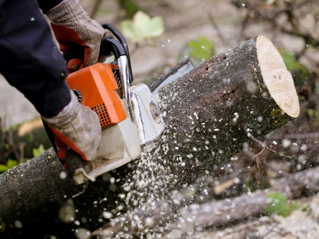 Two Guys and a Chainsaw | Tree Removal & Stump Grinding