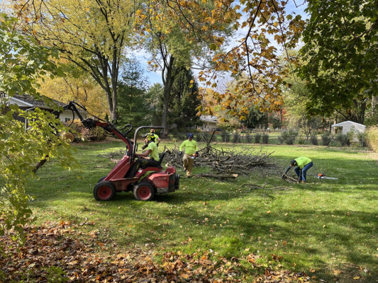 Tree Removal in Madison WI