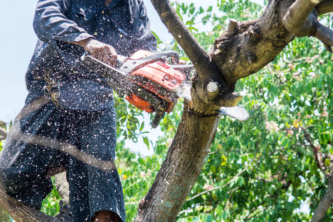 Two Guys and a Chainsaw | Tree Removal & Stump Grinding
