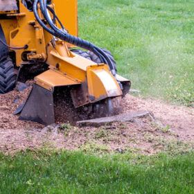 Tree Removal, Trimming and Stump Grinding